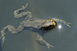 En Suisse, 79 % des amphibiens figurent sur la liste rouge des espèces menacées (archives). KEYSTONE/STEFFEN SCHMIDT